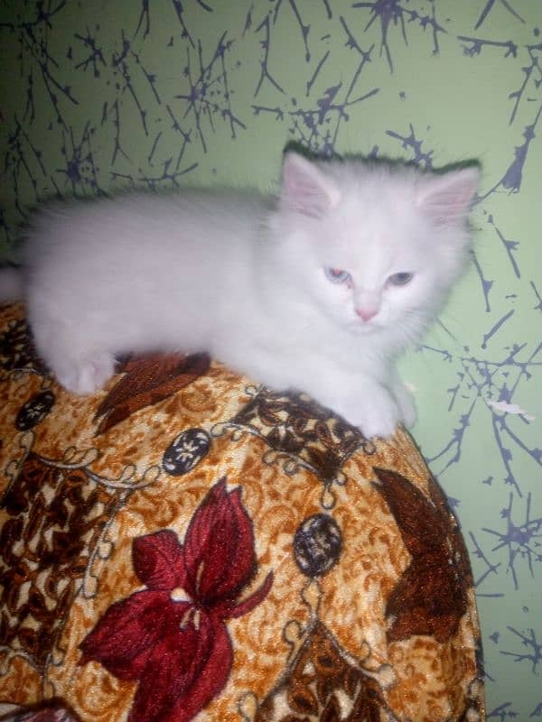 Female Kitten available 14