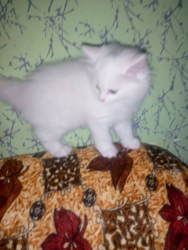 Female Kitten available 15