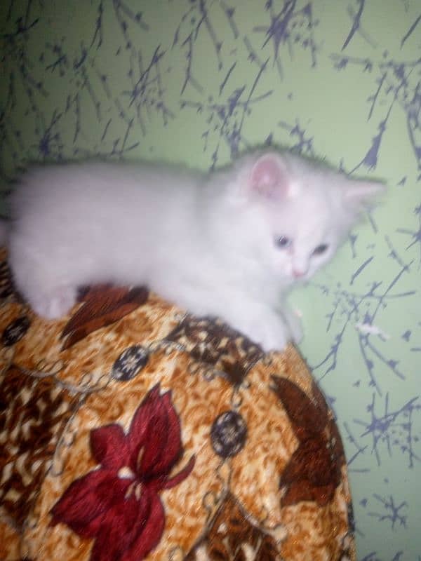 Female Kitten available 16