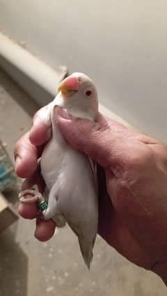 cremino female albino male pair