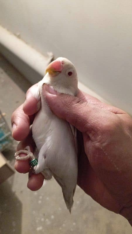 cremino female albino male pair 0