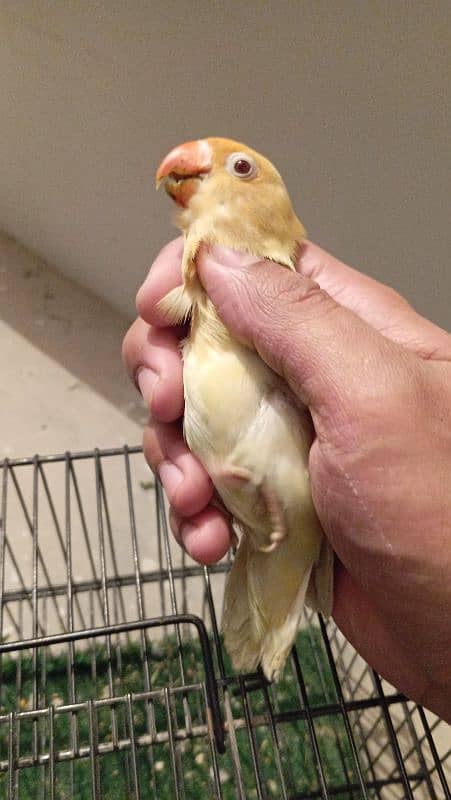 cremino female albino male pair 1