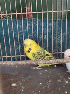 budgies