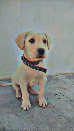 labrador female fully vaccinated