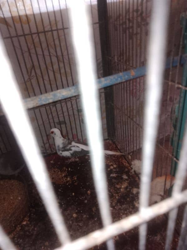 red ND daimnd dove ND daimnd peid dove available cht inbox 6