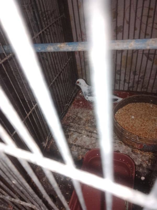 red ND daimnd dove ND daimnd peid dove available cht inbox 7