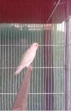 Albino red eye (Love bird)  NON DNA   bird AGE 5 TO 6 MONTHS.