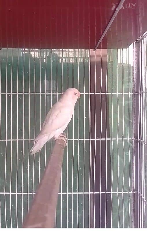 Albino red eye (Love bird)  NON DNA   bird AGE 5 TO 6 MONTHS. 0