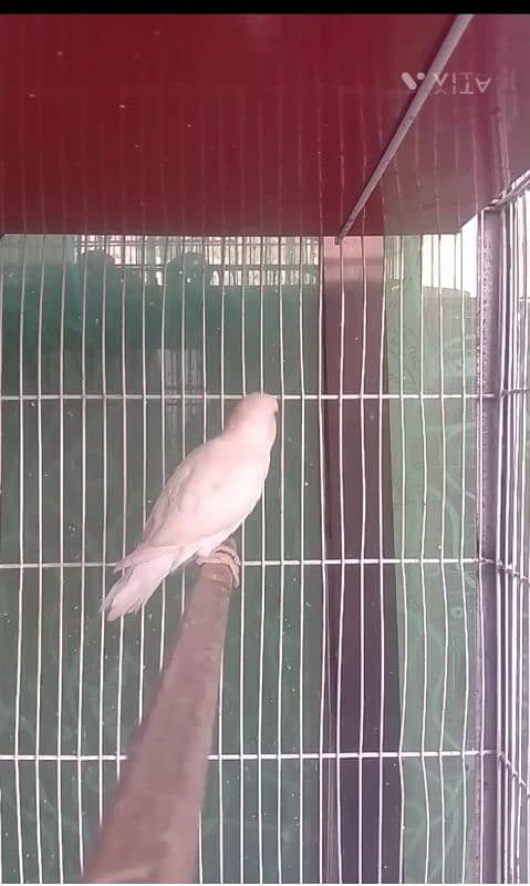 Albino red eye (Love bird)  NON DNA   bird AGE 5 TO 6 MONTHS. 1