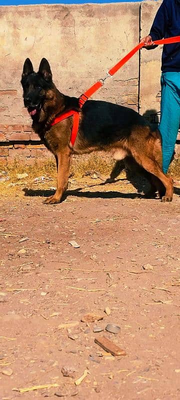 German Shepherd double coat long coat male 0