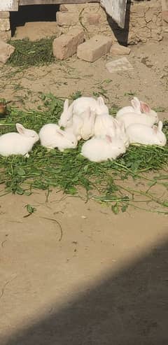 angora or news land cross baby s available WhatsApp no 03269189860