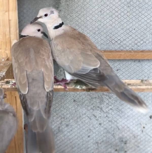 Breeder Dove pairs 0