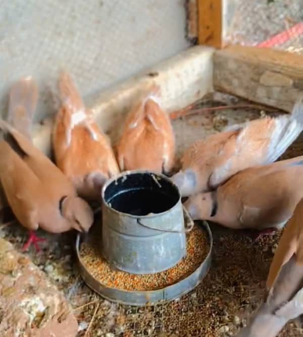 Breeder Dove pairs 1