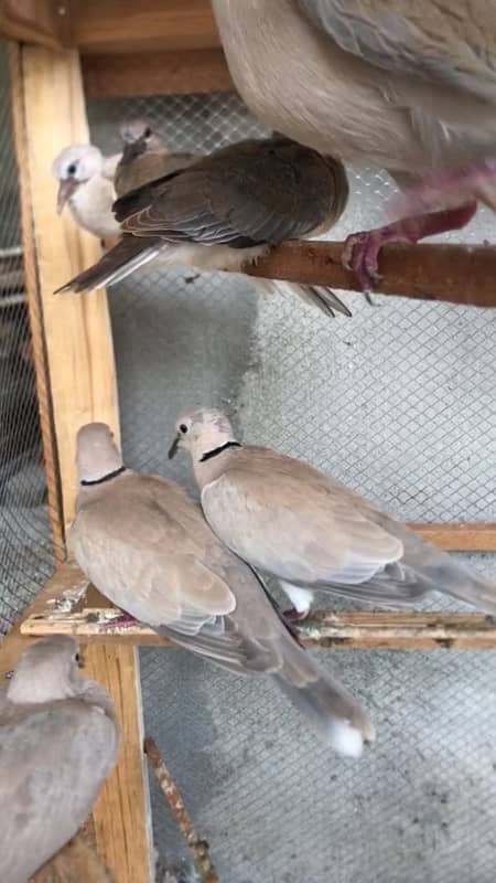 Breeder Dove pairs 2