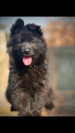 Black German shepherd ( pink pedigree) puppy available for sale