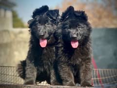 Black German shepherd ( pink pedigree) puppy available for sale