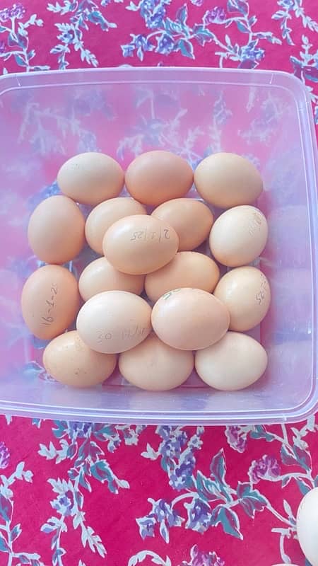 astrolope egg 100% firtile 1