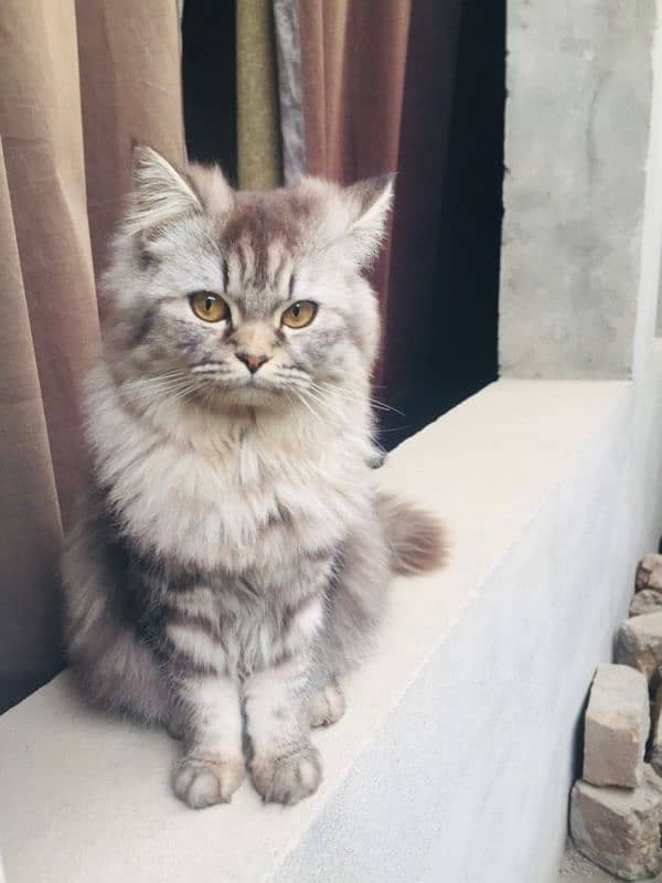 Persian cat 1