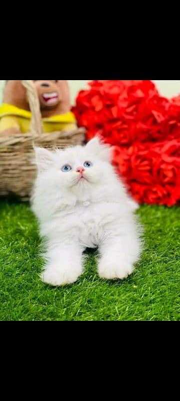 PERSIAN KITTEN FOR SALE CONTACT WHATUP 03201711036 0