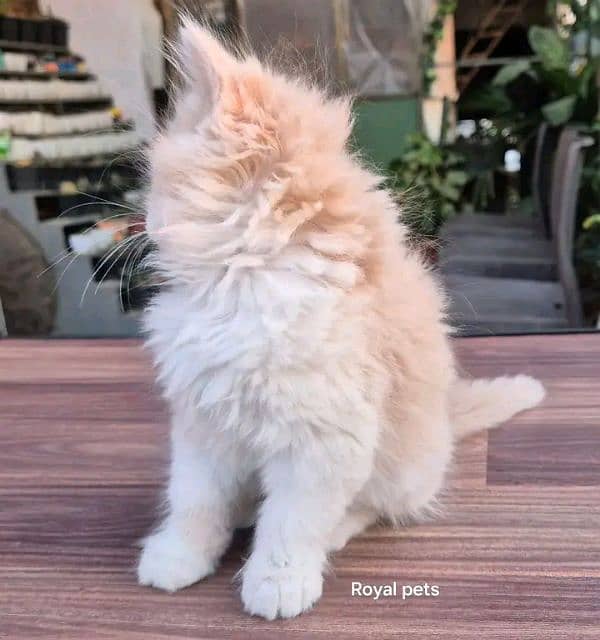 PERSIAN KITTEN FOR SALE CONTACT WHATUP 03201711036 16