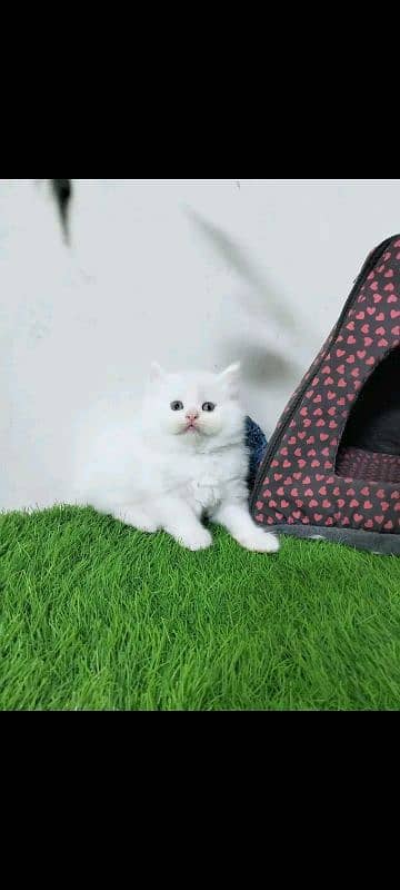 PERSIAN KITTEN FOR SALE CONTACT WHATUP 03201711036 17