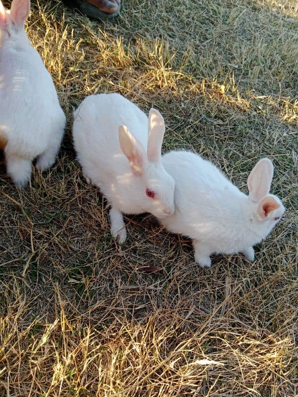 black and white rabbit 0