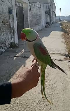 raw parrot tota. raw tota cheap price rae bird