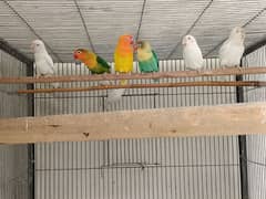 Lovebirds /albino / cremeeno/ parblue/lutino/split