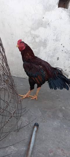 Aseel and Ayam Cemani Breeder pairs for sale in Lahore