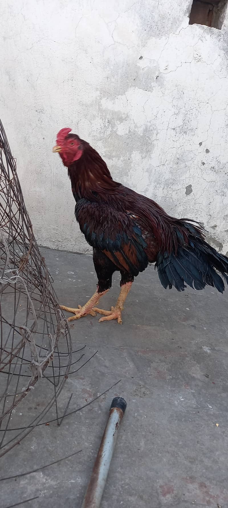 Aseel and Ayam Cemani Breeder pairs for sale in Lahore 0