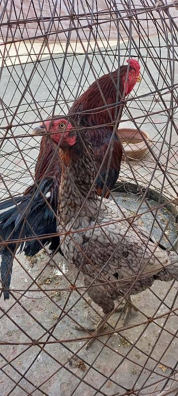 Aseel and Ayam Cemani Breeder pairs for sale in Lahore 1