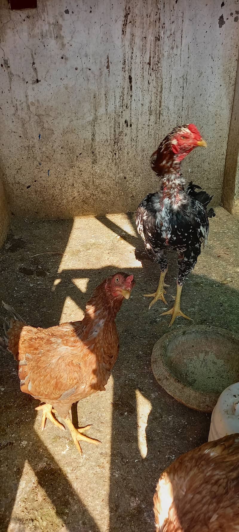 Aseel and Ayam Cemani Breeder pairs for sale in Lahore 2