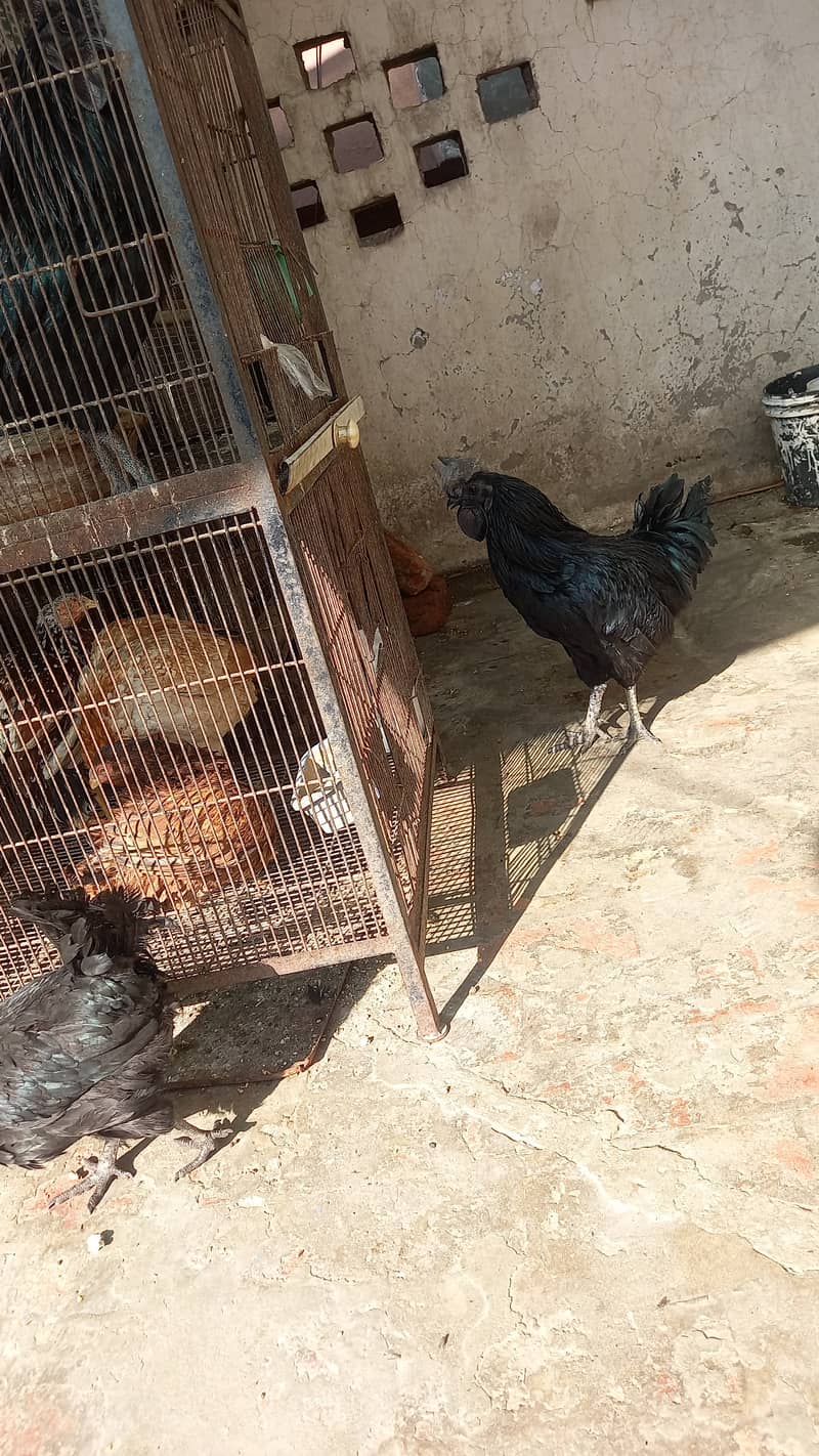 Aseel and Ayam Cemani Breeder pairs for sale in Lahore 3