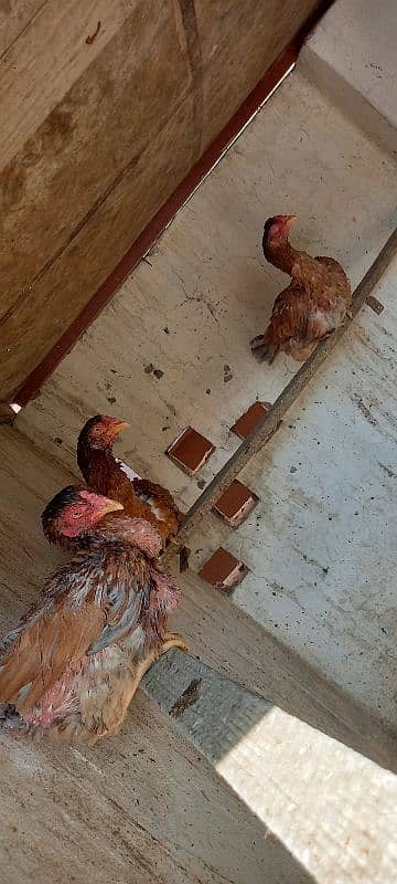 Aseel and Ayam Cemani Breeder pairs for sale in Lahore 5