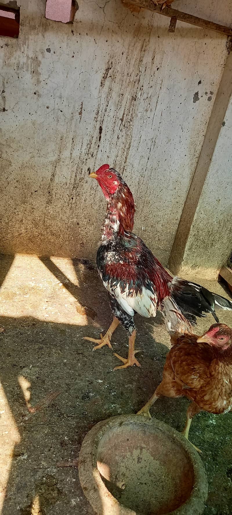 Aseel and Ayam Cemani Breeder pairs for sale in Lahore 6