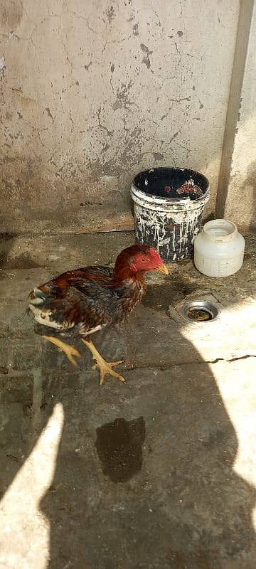 Aseel and Ayam Cemani Breeder pairs for sale in Lahore 7