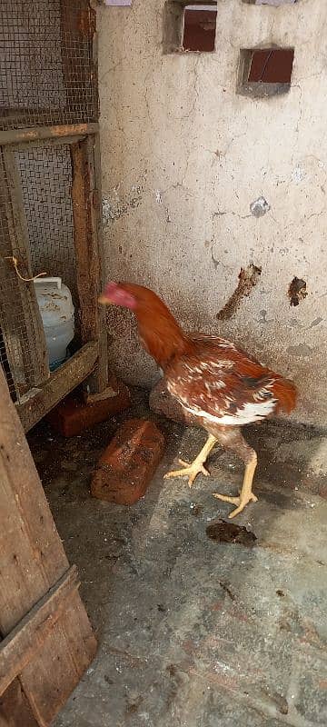 Aseel and Ayam Cemani Breeder pairs for sale in Lahore 8