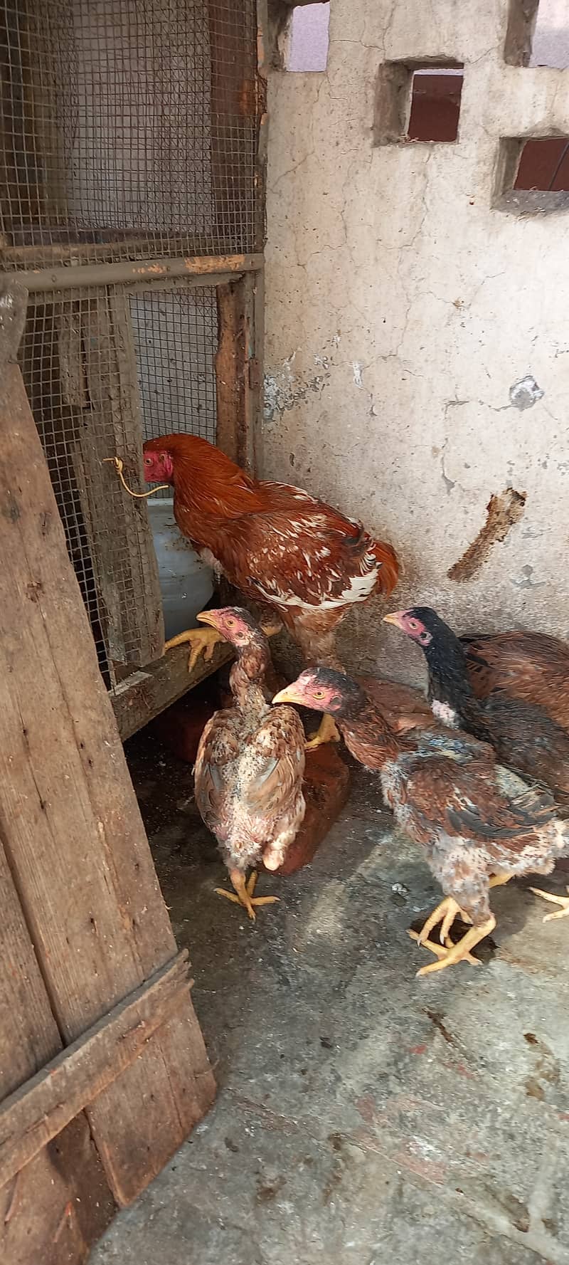 Aseel and Ayam Cemani Breeder pairs for sale in Lahore 10