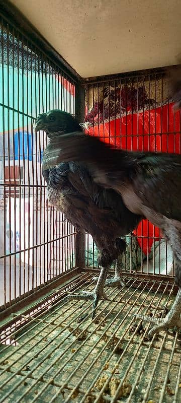 Aseel and Ayam Cemani Breeder pairs for sale in Lahore 11