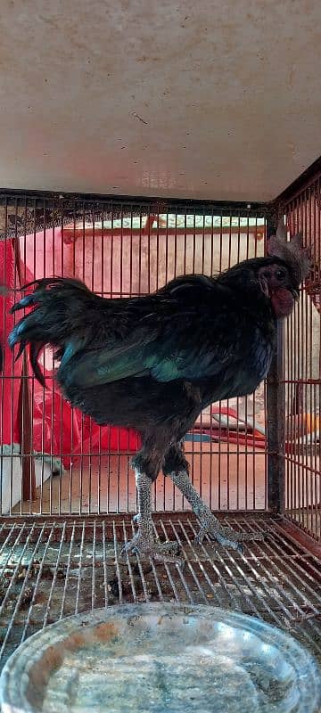 Aseel and Ayam Cemani Breeder pairs for sale in Lahore 12