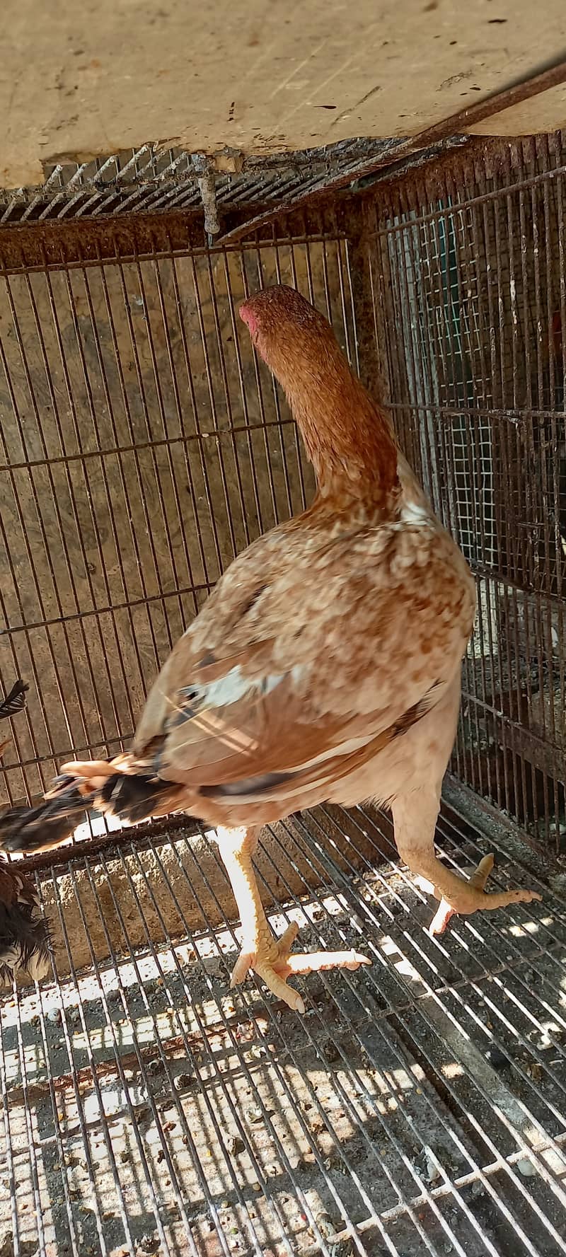 Aseel and Ayam Cemani Breeder pairs for sale in Lahore 13