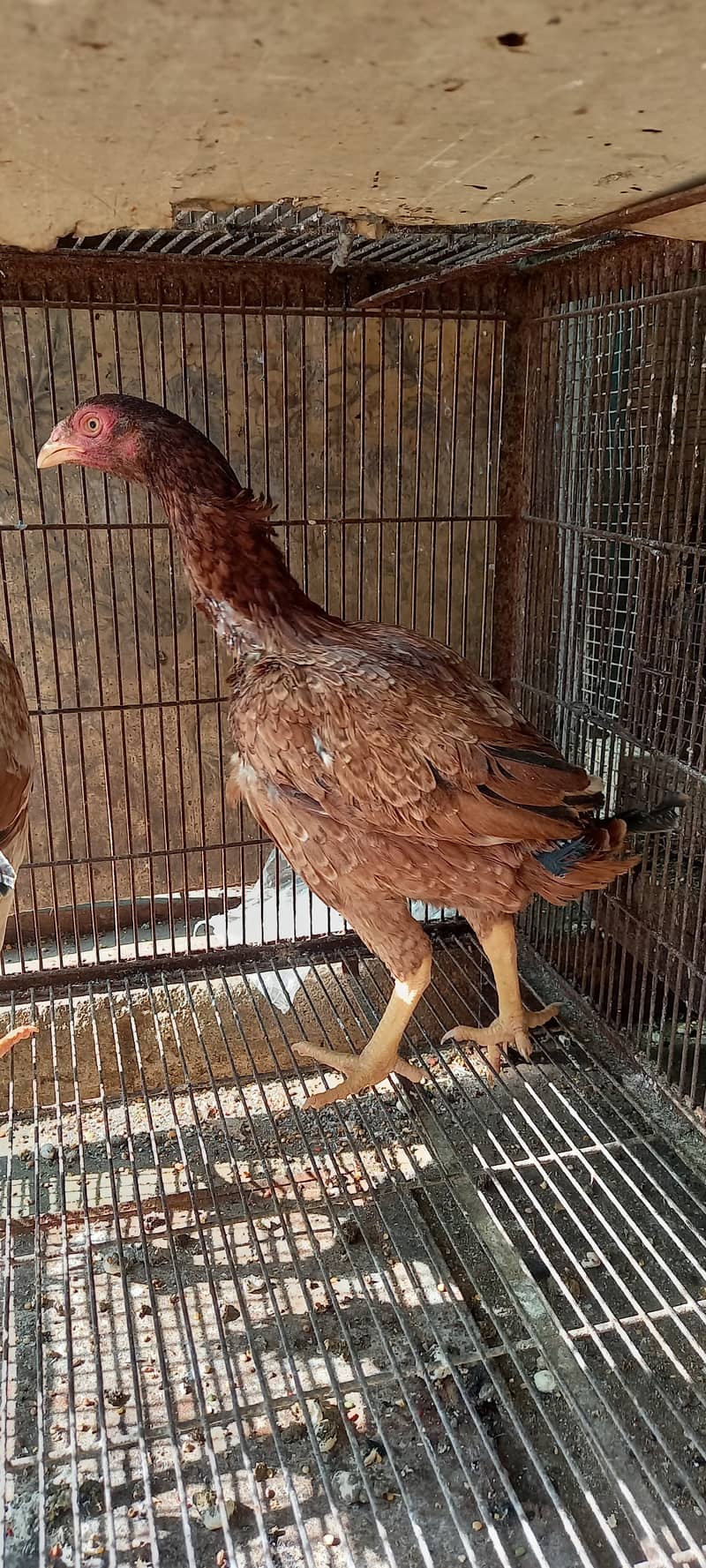 Aseel and Ayam Cemani Breeder pairs for sale in Lahore 16