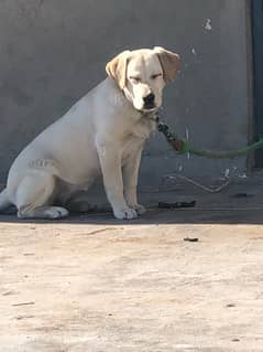 Non pedigree Labrador for sale