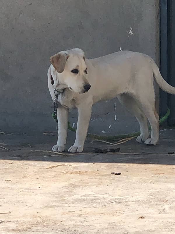 Non pedigree Labrador for sale 1