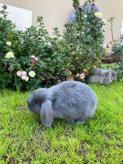 Holland Lop Rabbits | Hotot Dwarf Breed | Bunnies | Rabbits For Sale