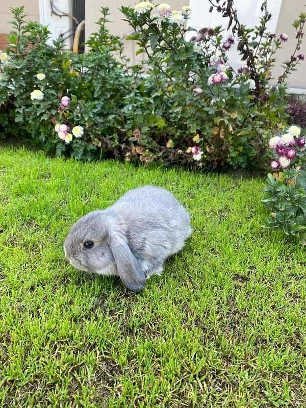 Holland Lop Rabbits | Hotot Dwarf Breed | Bunnies | Rabbits For Sale 1