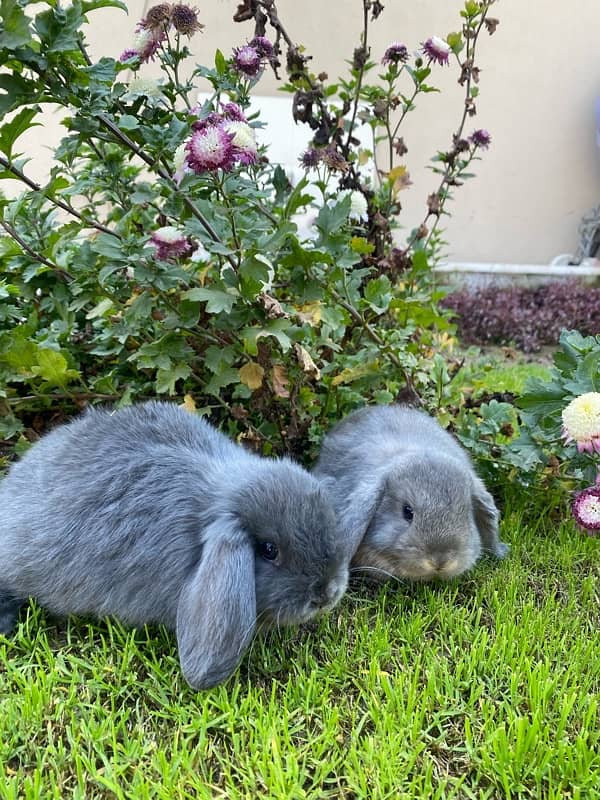 Holland Lop Rabbits | Hotot Dwarf Breed | Bunnies | Rabbits For Sale 2