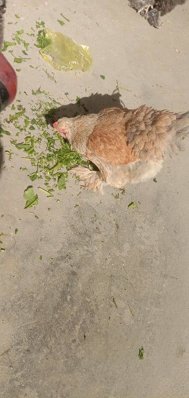 Brahma hens and chicks 6