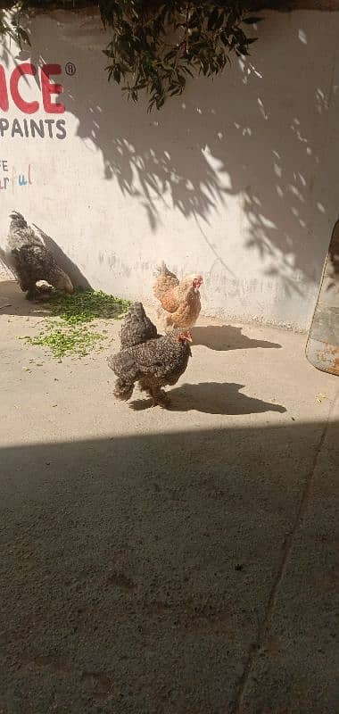 Brahma hens and chicks 7