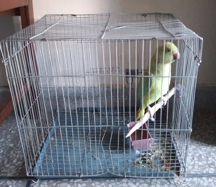 raw green parrot tame male with cage 0